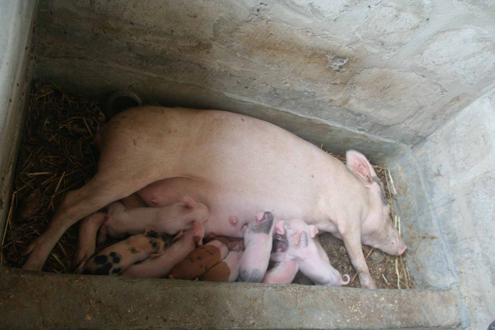 Projet élevage de porc