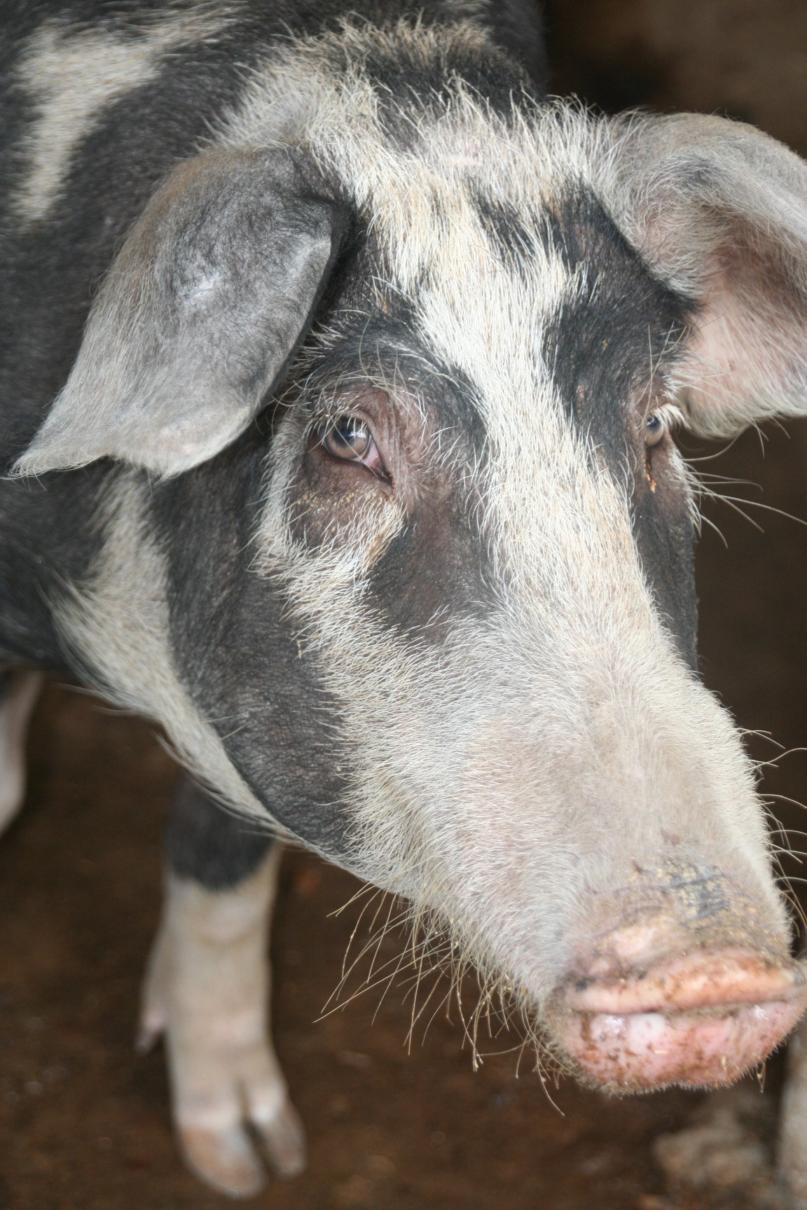 Projet élevage de porc